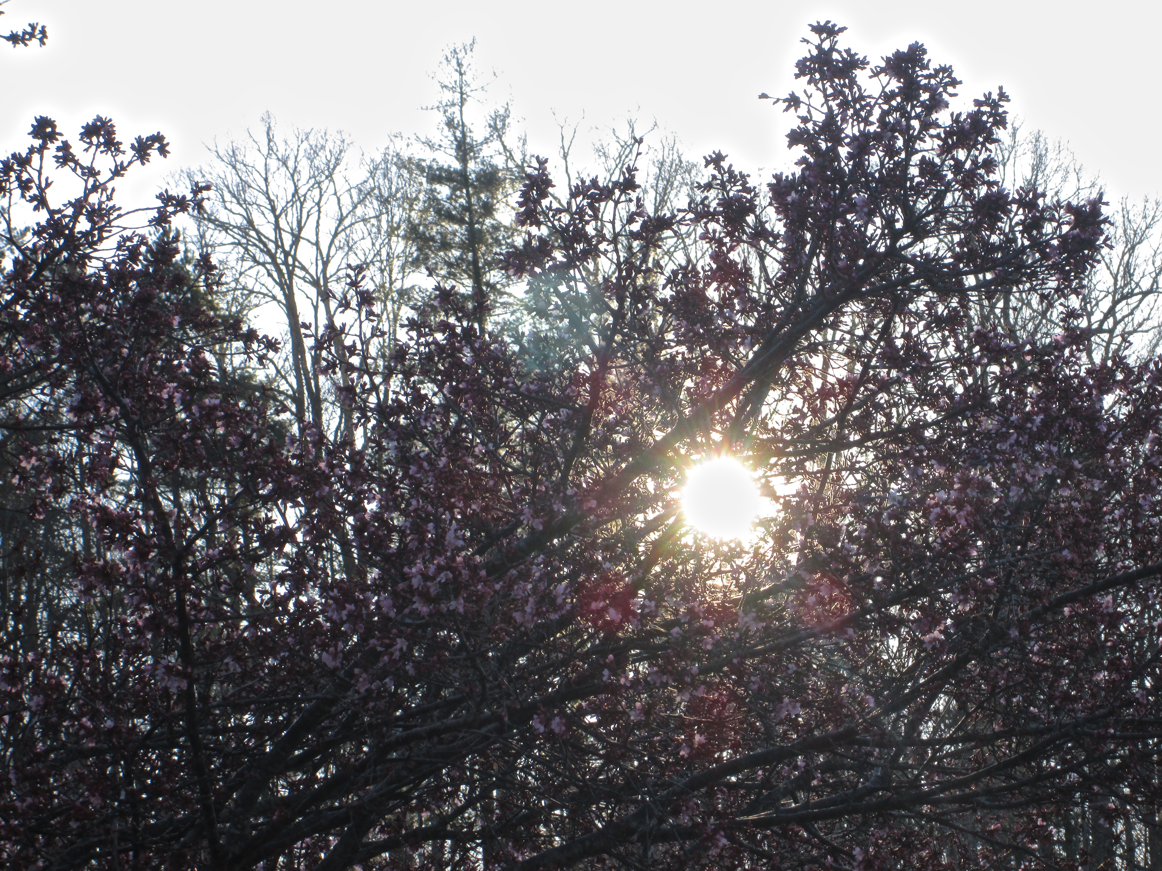 Spring Equinox in North Carolina