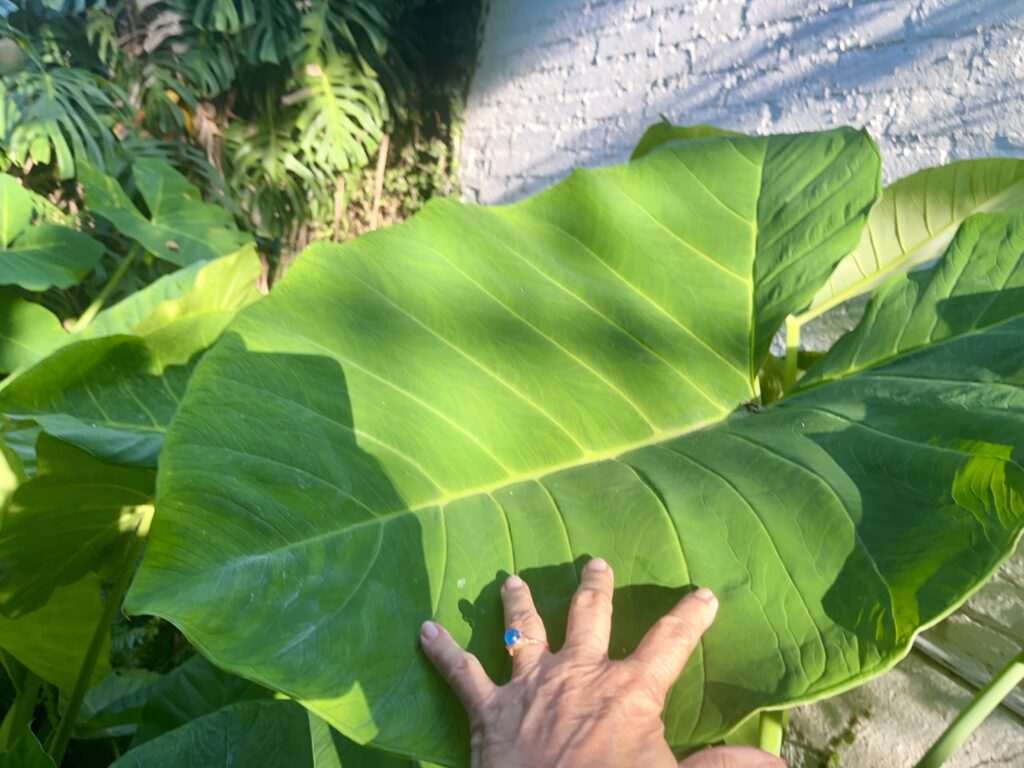 The Environment Flows Through Us